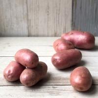 Картофель красный, Эко-ферма Рябинки