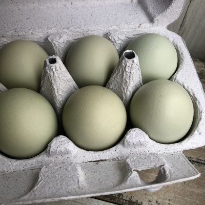 Яйцо куриное зелёно-голубое, Органическая ферма М2, 10 шт